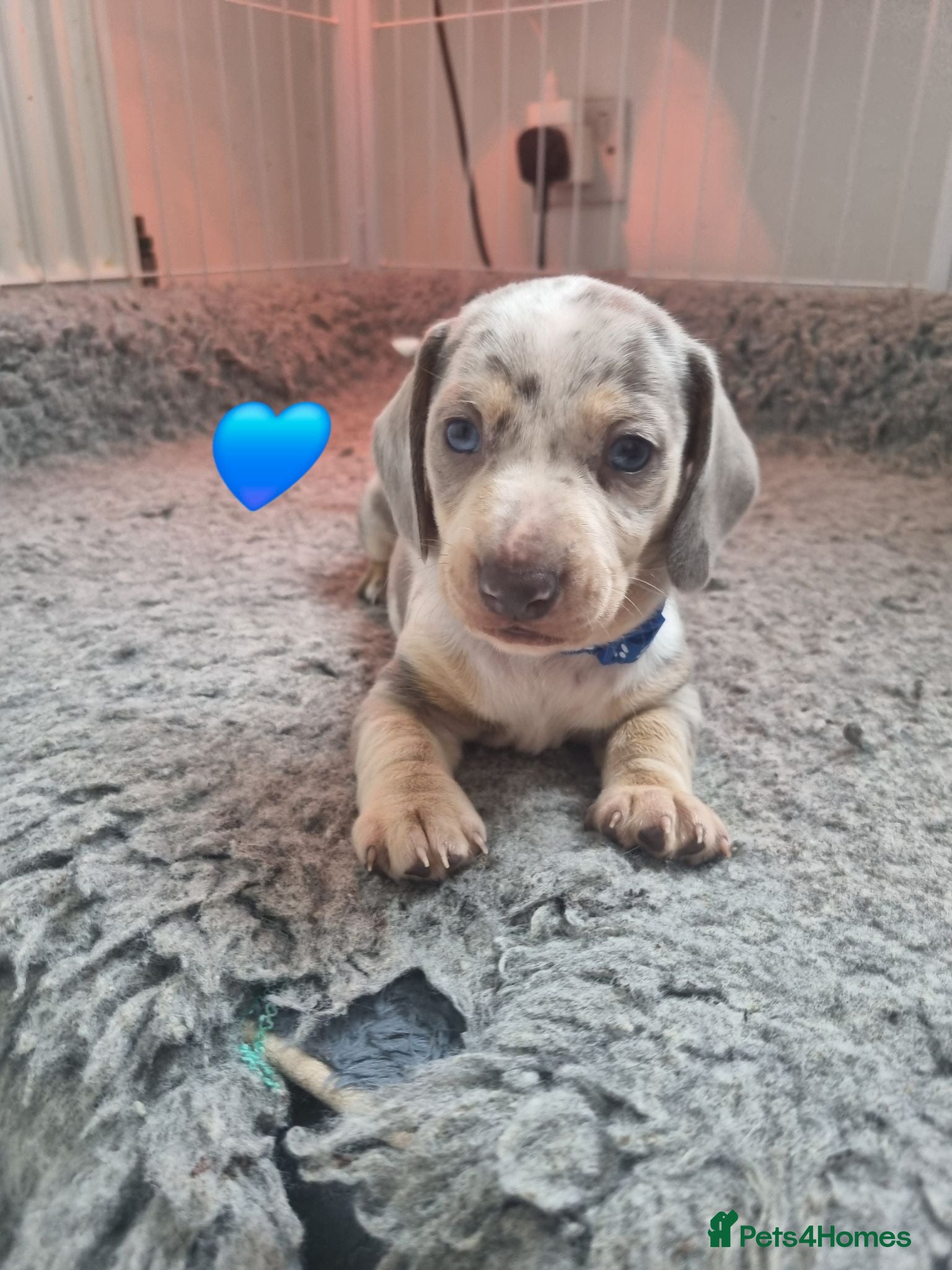 Dachshund dogs Miniature smooth daschund pups - Advert 11