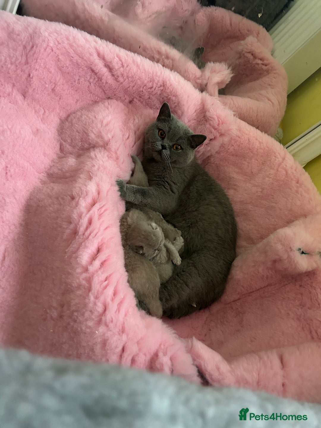 Scottish Fold cats for sale: 🌸🌸Blue  Fold girls available for reservation 🌸 - Image 8