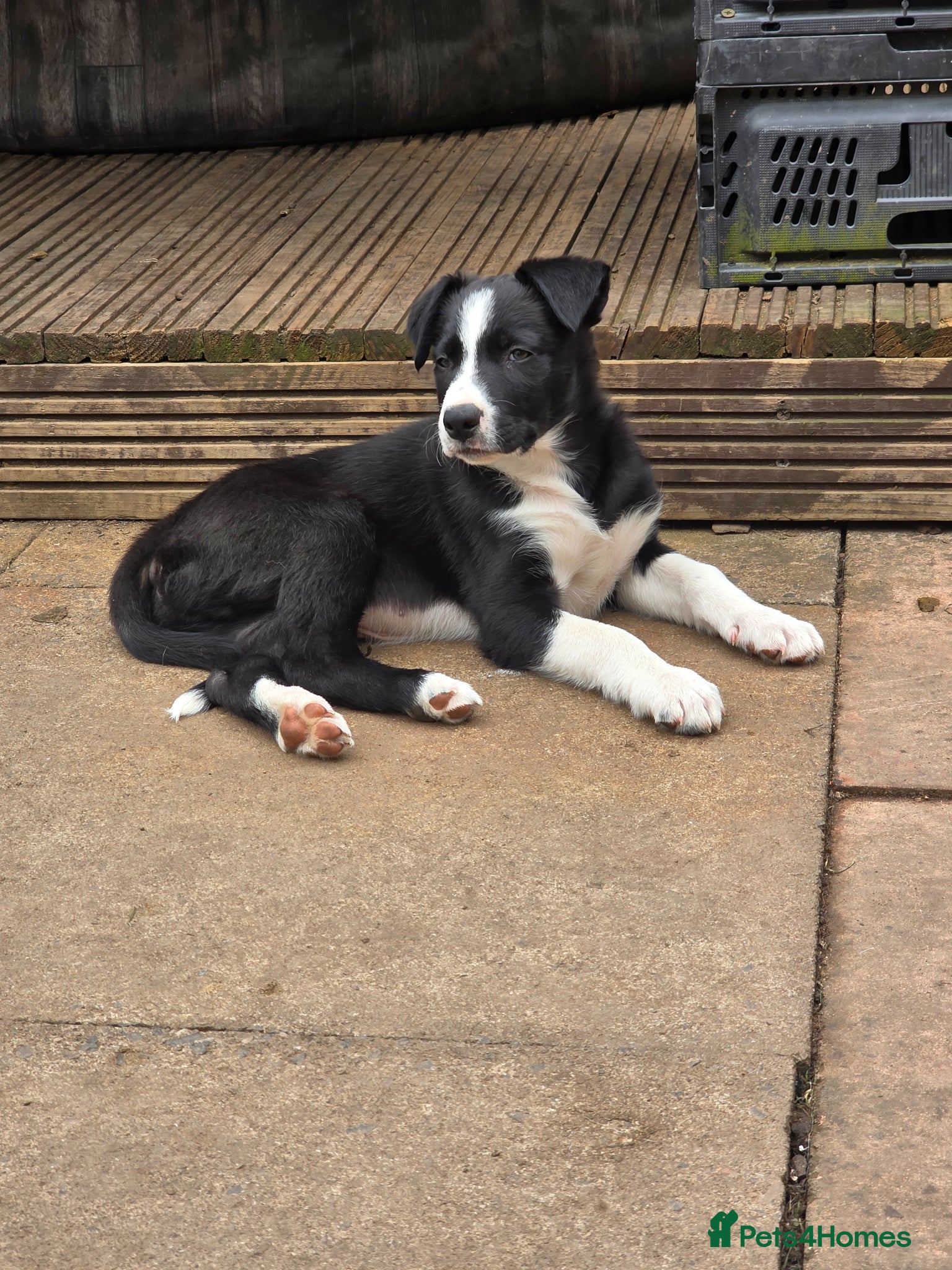 Border Collie dogs Last gorgeous puppy of a littler of 6. - Advert 1