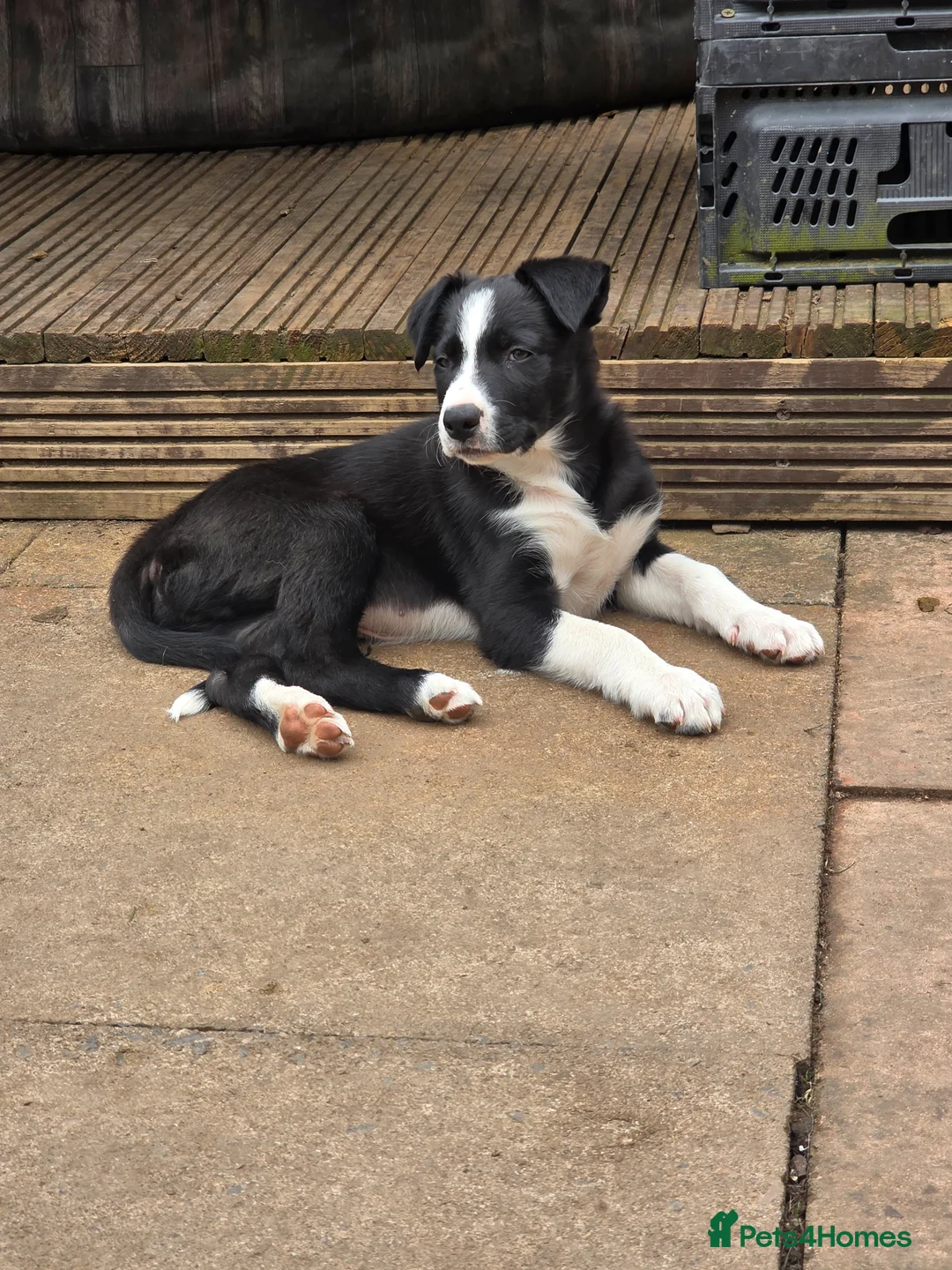 Border Collie dogs for sale: Last gorgeous puppy of a littler of 6. - Advert 1