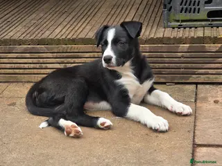 Border Collie dogs Last gorgeous puppy of a littler of 6. - Advert 1