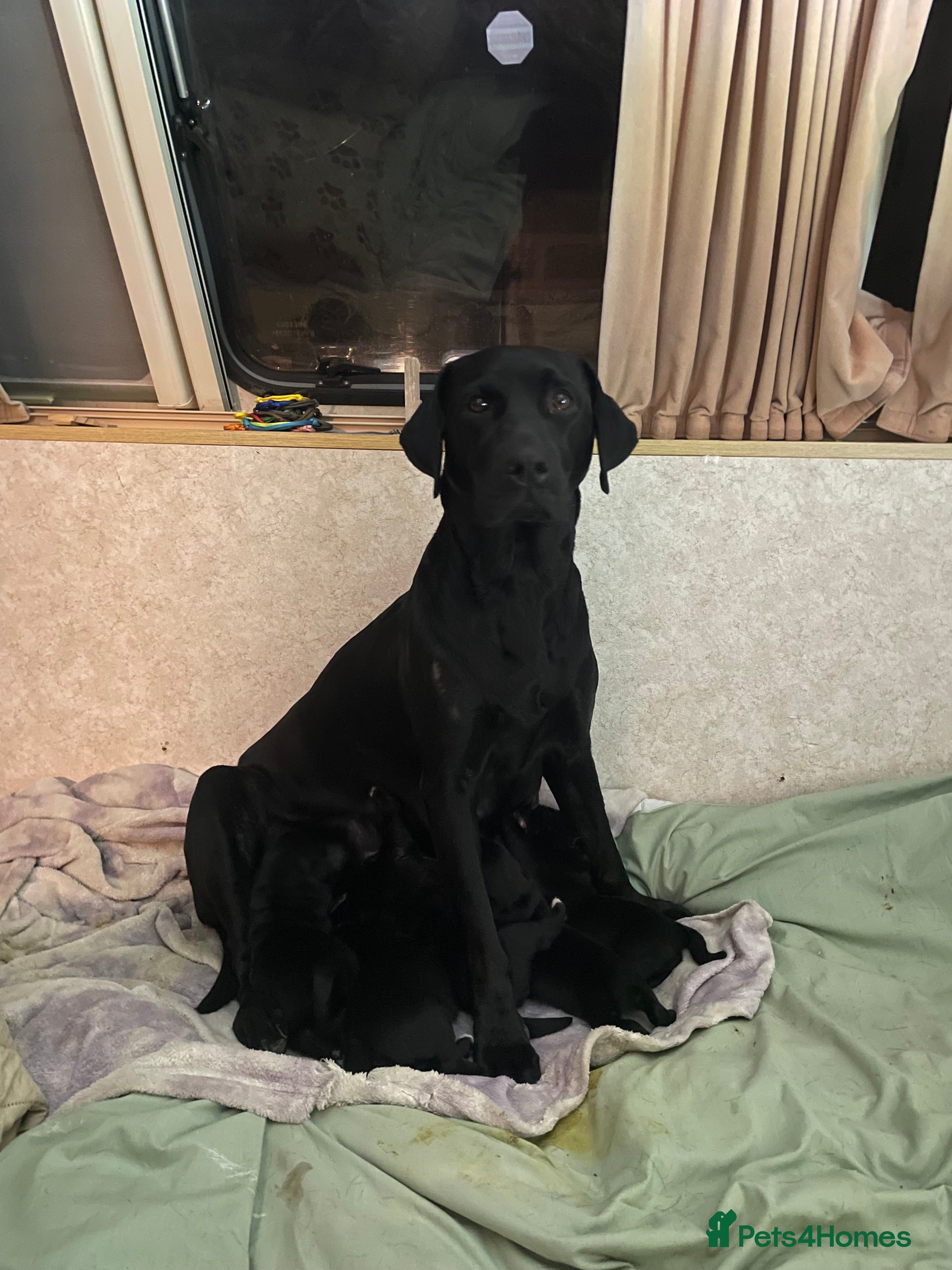 Mixed Breed dogs Labrador cross with Siberian husky  - Advert 7