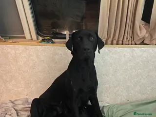 Mixed Breed dogs Labrador cross with Siberian husky - Advert 18