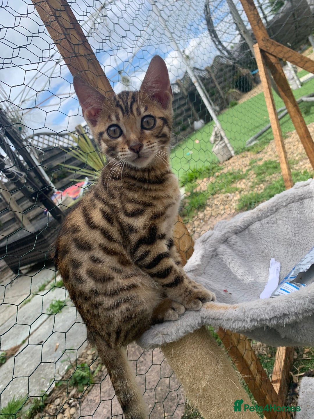 Bengal cats for sale: MIXED BENGAL KITTENS - Image 14
