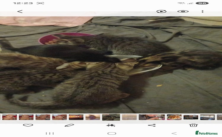 Mixed Breed cats - Advert 3