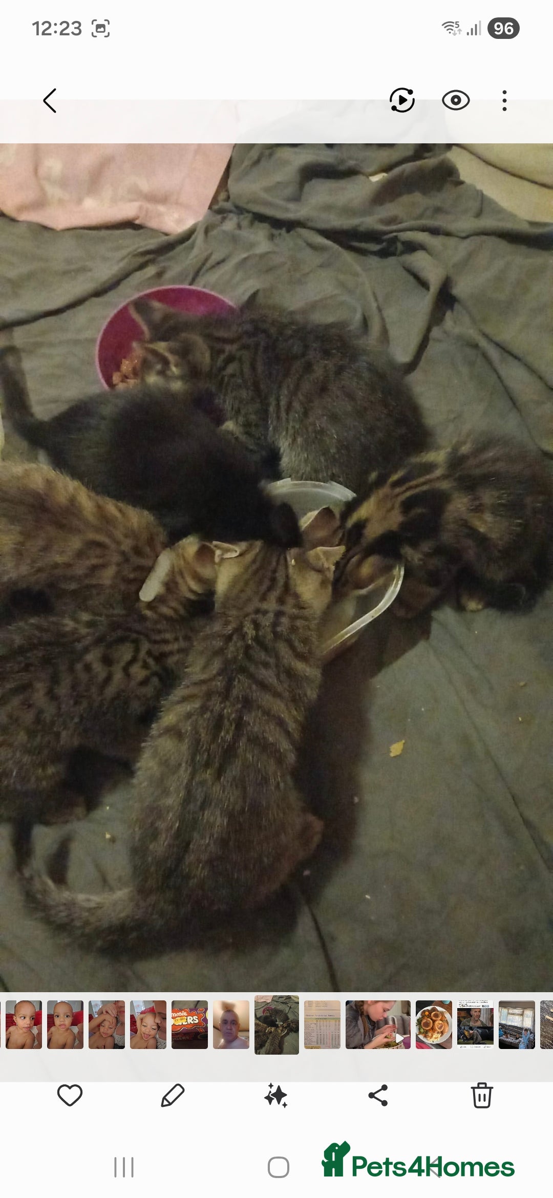 Mixed Breed cats for sale: Beautiful unusual markings - Image 1