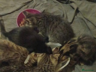 Mixed Breed cats - Advert 8