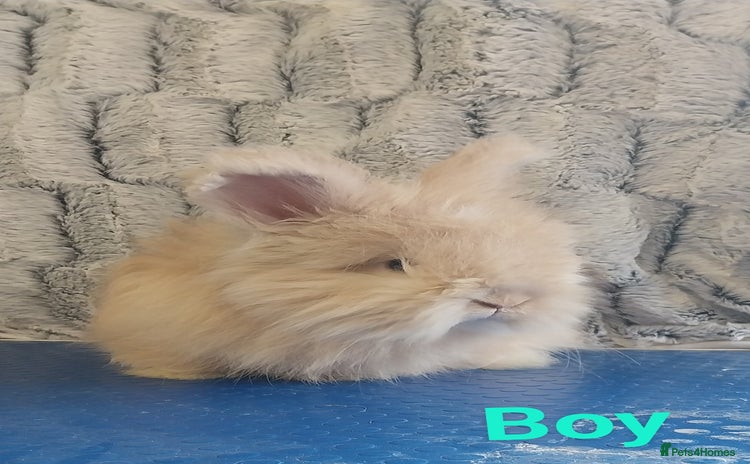 Angora rabbits - Advert 6