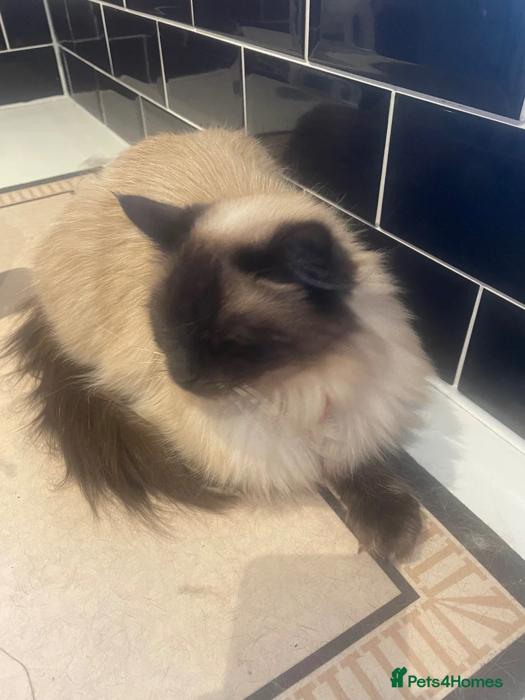 Ragdoll cats for sale: Female seal point Ragdoll looking for loving home in Selby - Advert 3