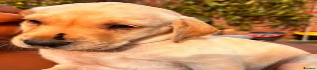 Labrador Retriever Puppy 4