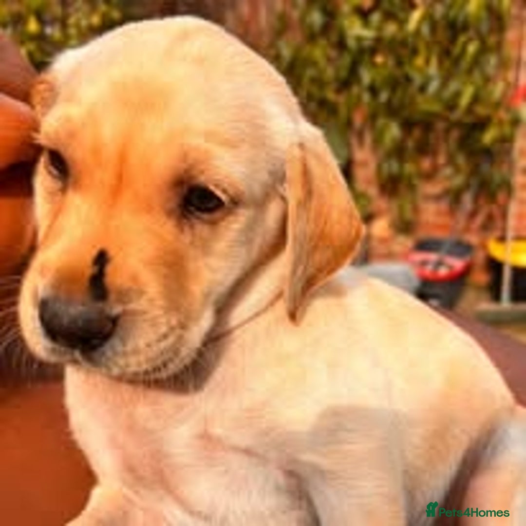Labrador Retriever dogs for sale: Labrador Puppies for sale in London -KC registered - Image 16