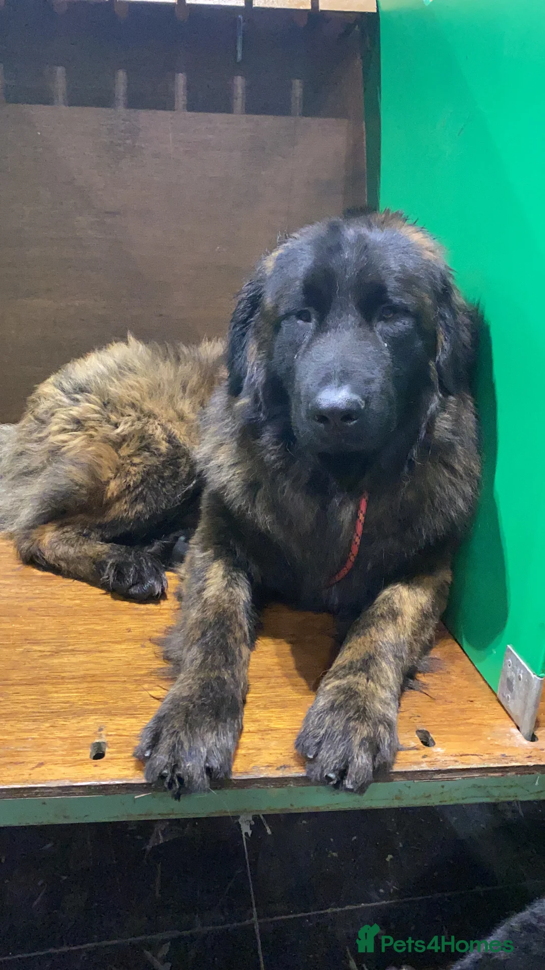 Gallery Image {{count}}