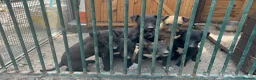 Lurcher dogs for sale: Lurcher puppies  in Manchester - Advert 8