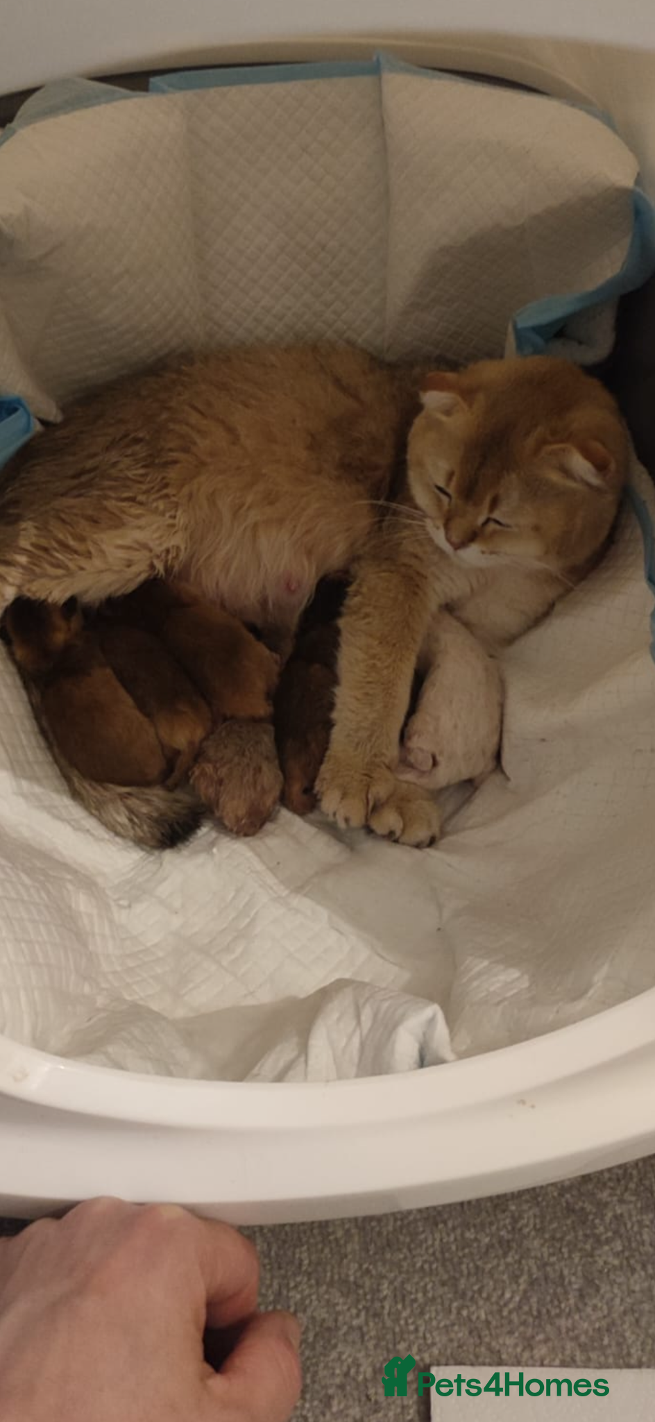 Scottish Fold cats for sale: Scottish pedigree golden kittens - Advert 30