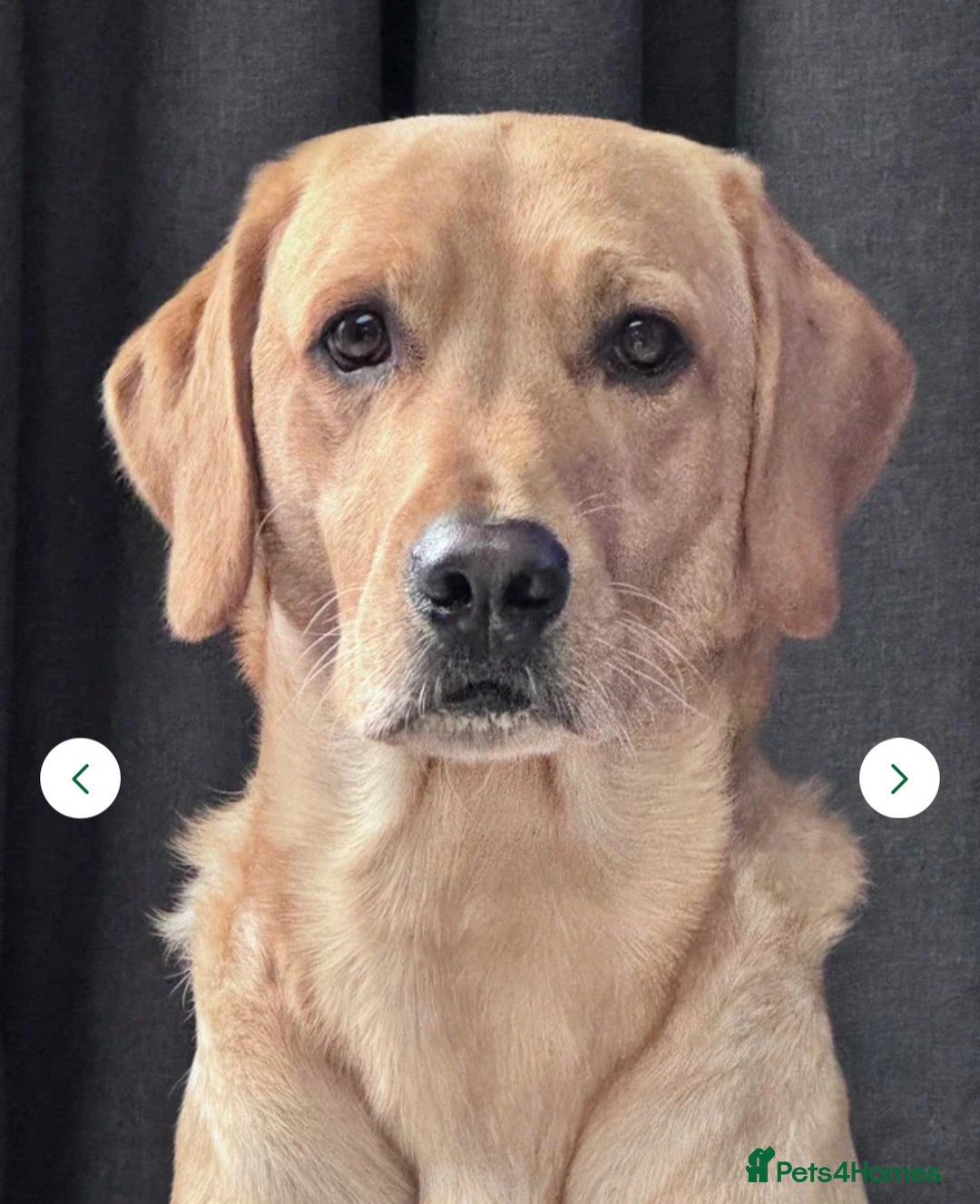 Labrador Retriever dogs for sale: Beautiful Labrador Puppies - Advert 3