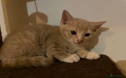Mixed Breed cats for sale: Beautiful calico/ginger polydactyl kittens - Image 4