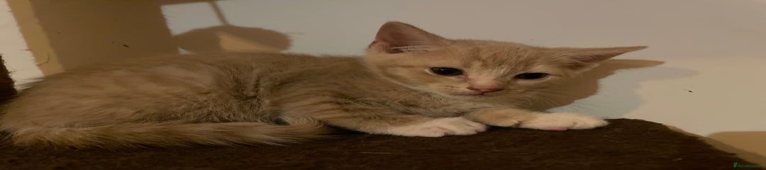 Mixed Breed Kitten 3