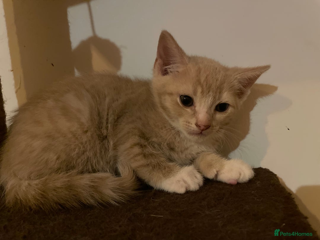 Mixed Breed cats for sale: Beautiful calico/ginger polydactyl kittens - Image 4