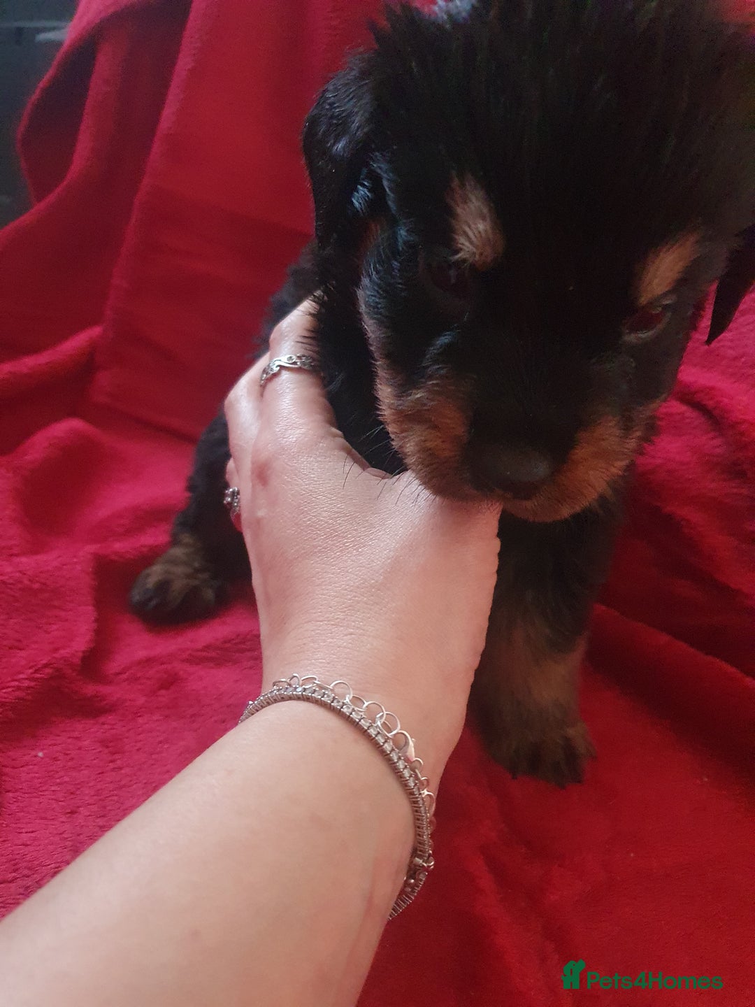 Rottweiler dogs for sale: Fluffwiler  rottweiler puppies - Advert 2