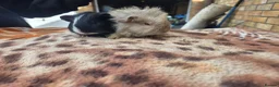 Guinea Pig rodents for sale: Adorable guinea pigs looking for homes  - Advert 9