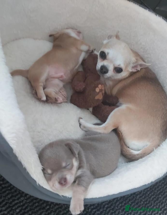 Chihuahua dogs Beautiful Chihuahua Puppies - Advert 6