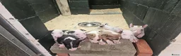 English Bull Terrier dogs for sale: English bullterrier pups for sale - Advert 4