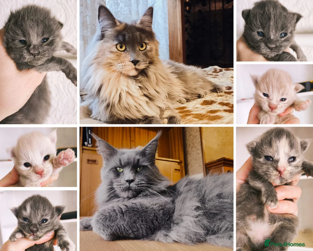 Maine Coon cats for sale: XXL Maine coon kittens + DNA health tested - Advert 1