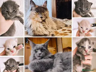 Maine Coon cats XXL Maine coon kittens + DNA health tested - Advert 4