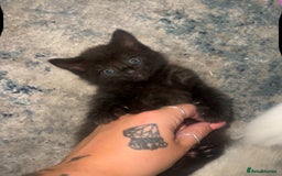 Ragdoll cats for sale: (2 GIRLS LEFT) 3 BiColour Ragdoll Ready in 3Weeks - Image 14