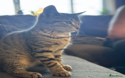 Bengal cats for sale: Bengal X Ragdoll - Image 5