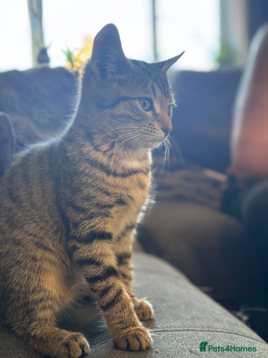 Bengal cats for sale: Bengal X Ragdoll - Image 5