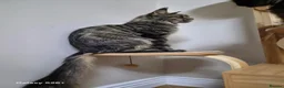 Maine Coon cats for sale: Registered and Licensed cattery - Advert 1