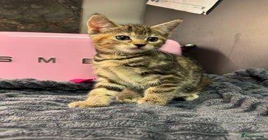 Mixed Breed cats Kittens  - Advert 5