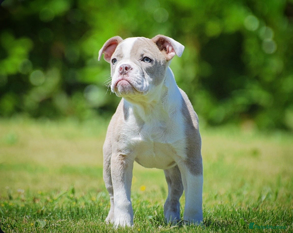 Olde English Bulldogge dogs 23❤️YEARS❤️5⭐️RATED❤️LICENSED❤️PROFESSIONALS❤️ - Advert 2