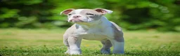 Olde English Bulldogge dogs for sale: 23❤️YEARS❤️5⭐️RATED❤️LICENSED❤️PROFESSIONALS❤️ - Advert 2