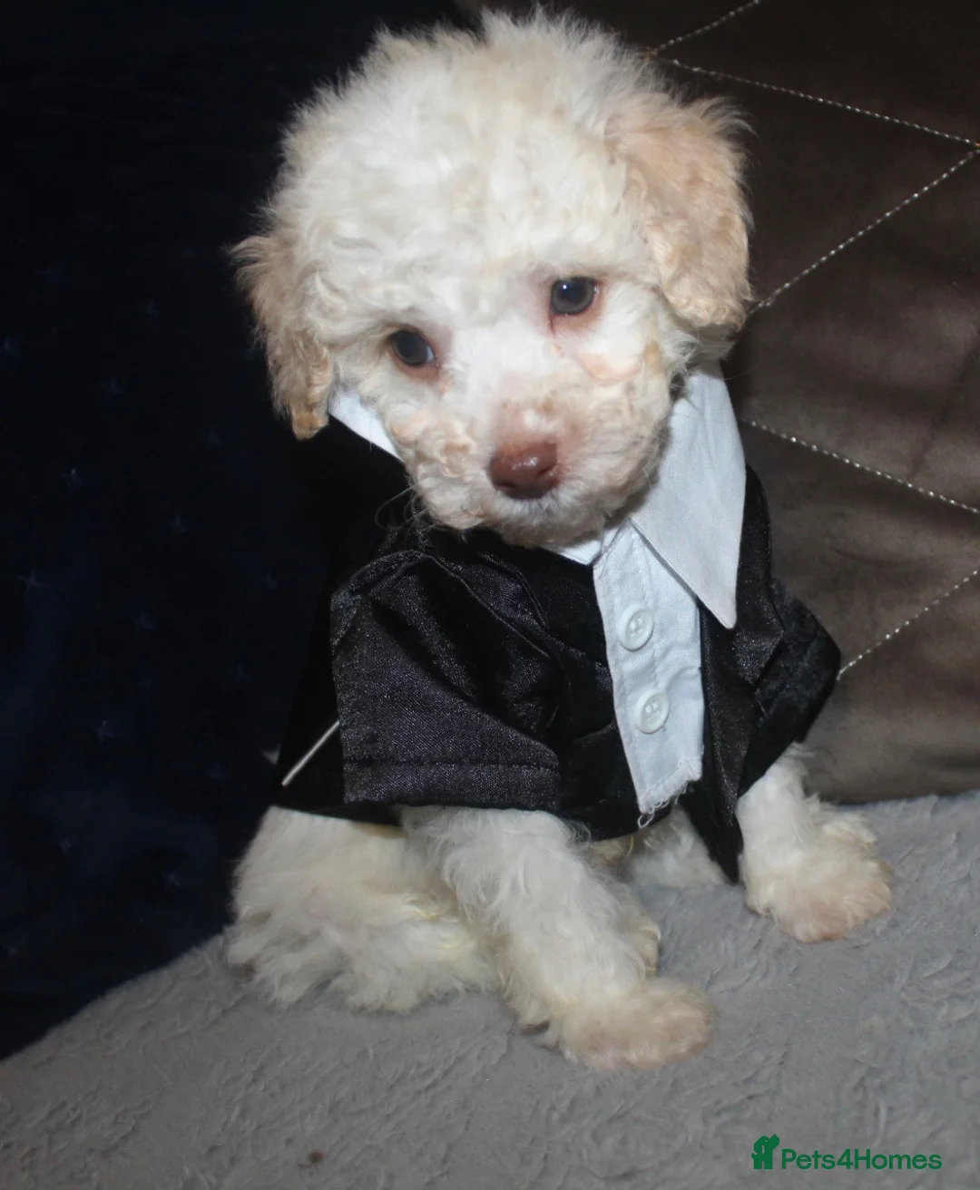 Cockapoo dogs for sale: Child friendly cockapoo puppies ready March - Advert 13