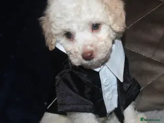 Cockapoo dogs Child friendly cockapoo puppies ready March - Advert 13