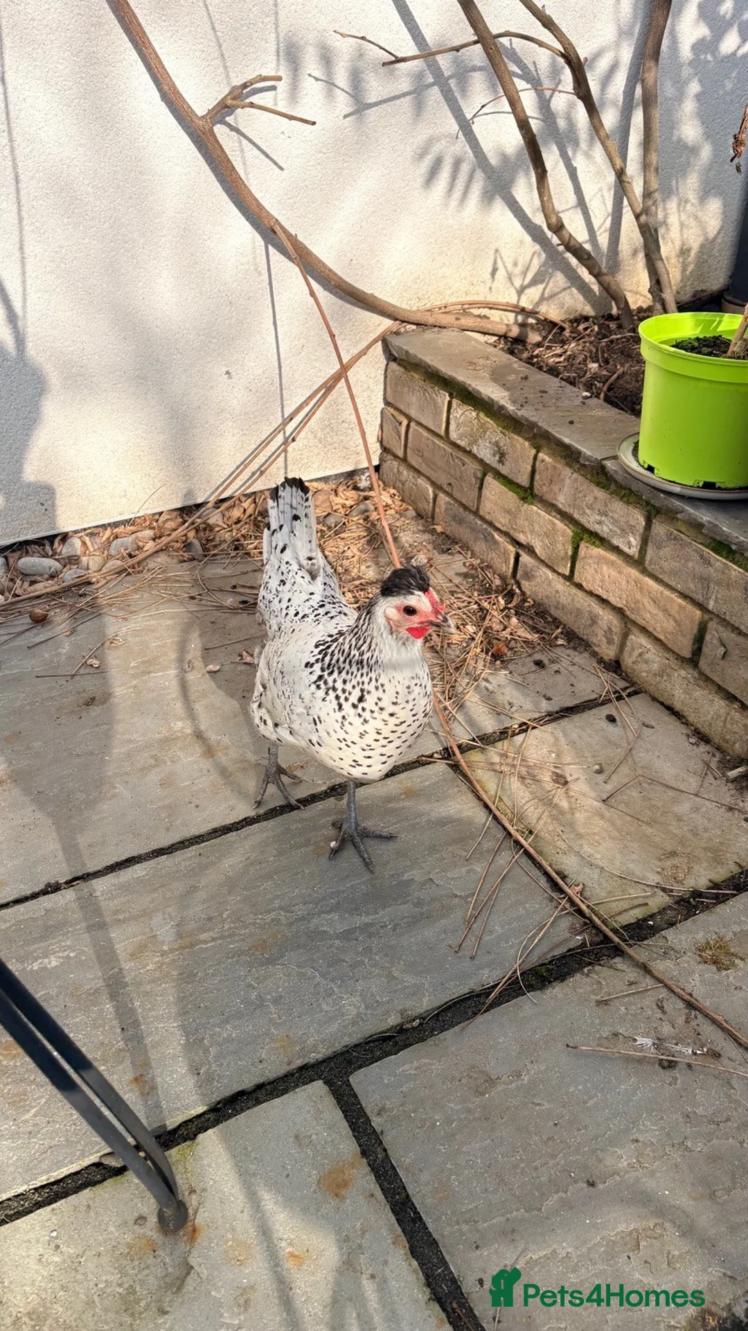 Chickens poultry for sale: Silver Spangled Appenzeller Spitzhauben bantam - Advert 7