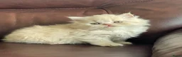 British Shorthair cats for sale: British Shorthair and British Longhair kittens - Advert 10