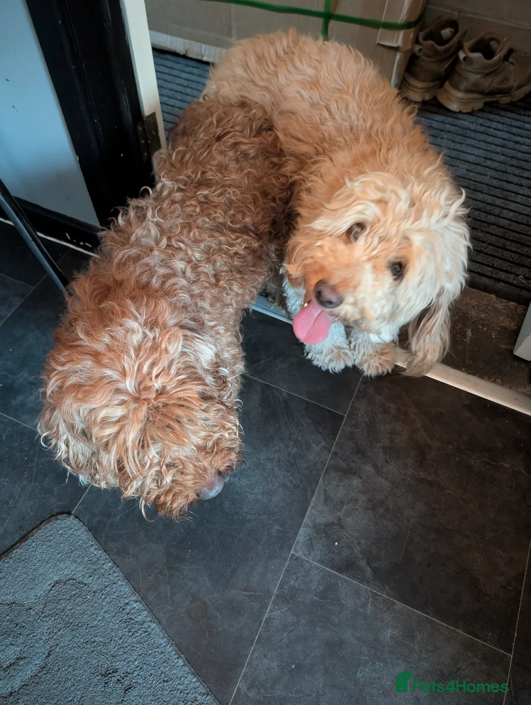 Cockapoo dogs for stud: ⭐proven cockerpoo stud⭐ in Pershore - Advert 4