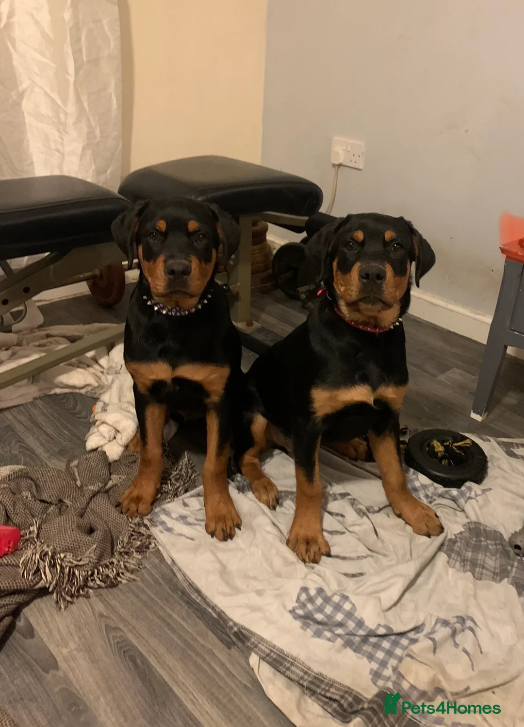 Rottweiler dogs for stud: MALE ROTTWEILER FOR STUD ONLY  - Advert 11