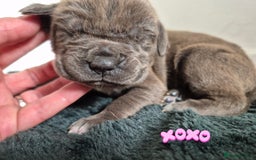 Cane Corso dogs for sale: Cane Corso Pups  - Image 5