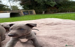 Whippet dogs for sale: Blue Whippet Puppy - Image 7
