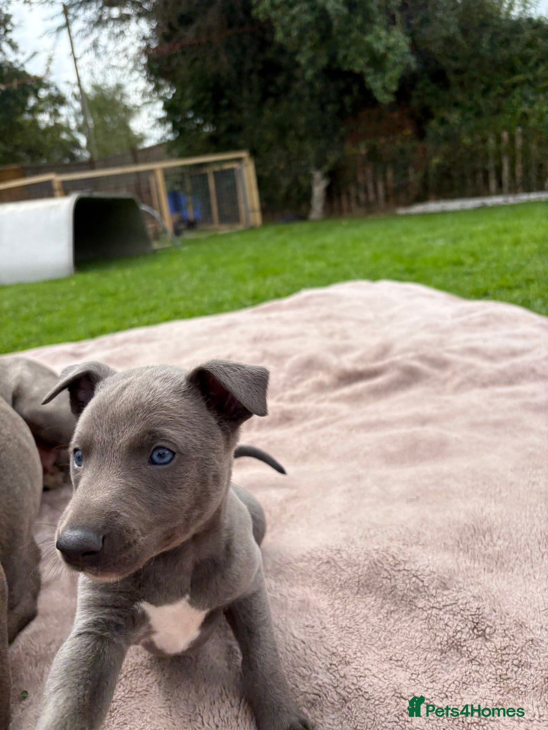 Whippet dogs for sale: Blue Whippet Puppy - Image 7