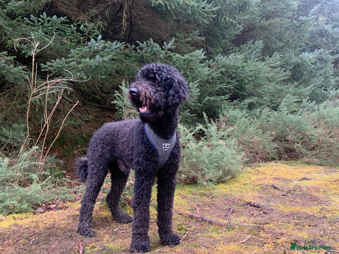 Labradoodle dogs for stud: Cruachan  - Image 3