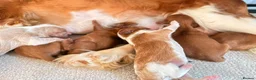 Cavalier King Charles Spaniel dogs for sale: Beautiful King Charles Spaniel Puppies  - Advert 4