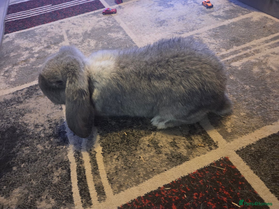 French Lop rabbits for sale: Chin doe - Advert 3