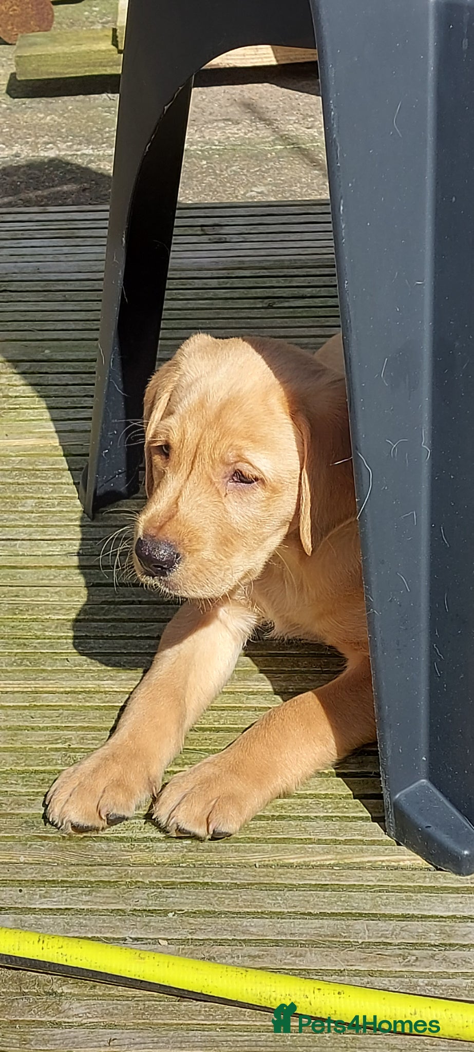 Labrador Retriever dogs Labrador Retriever puppy - Advert 3