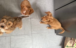 Cockapoo dogs for sale: 2 Beautiful Boy Cockapoo Puppies Left!! - Image 11
