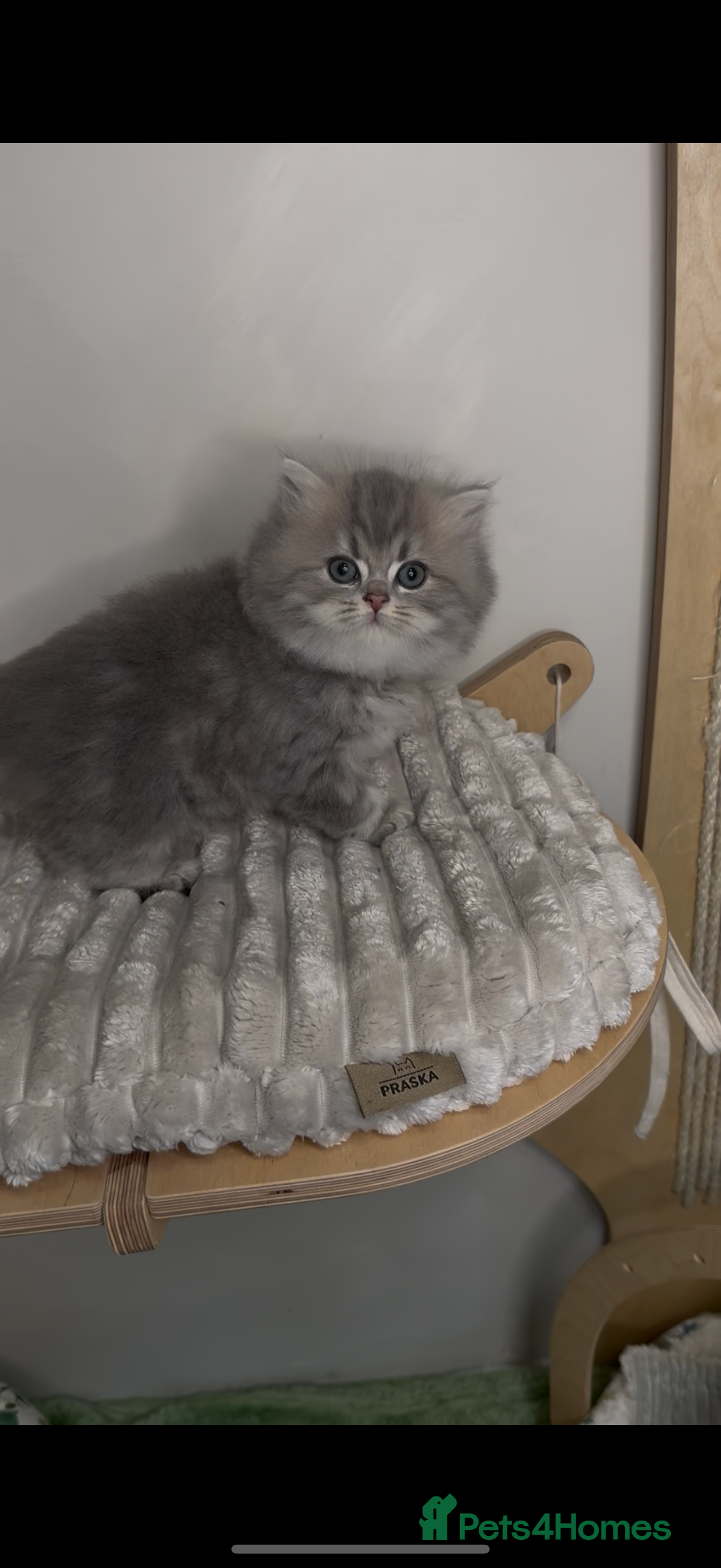 British Shorthair cats for sale: Affectionate lap cats health tested parents  - Advert 38